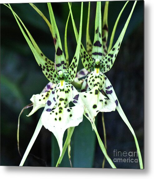 Orchid Metal Print featuring the photograph Spider Orchid Brassia by Heiko Koehrer-Wagner