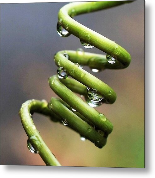 Macro Images Metal Print featuring the photograph Spiraling, Spiraling, Spiraling by Heidi Fickinger