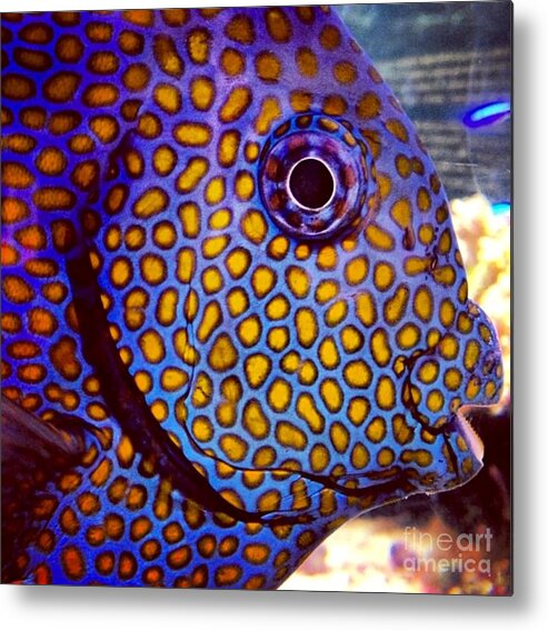Fish Metal Print featuring the photograph Spots Galore by Denise Railey