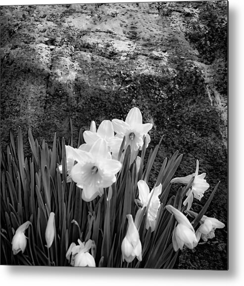 Spring Flowers And Lichen Covered Boulder - B/w 1c Metal Print featuring the photograph Spring Flowers and Lichen covered Boulder - b/w 1c by Greg Jackson