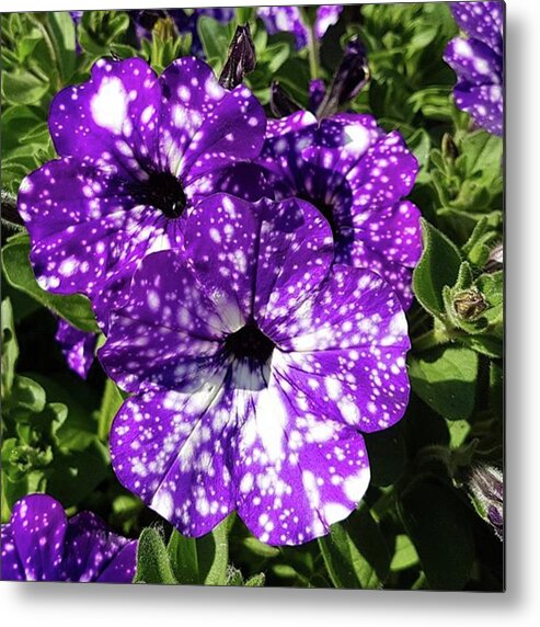 Garden Metal Print featuring the photograph Starry Petunias... by Rowena Tutty
