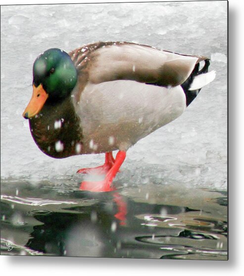 Duck Metal Print featuring the photograph Stepping Out by Mary Anne Delgado