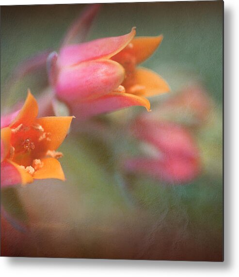 Flower Metal Print featuring the photograph Succulent Flower by Catherine Lau