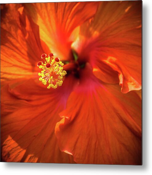 Flower Metal Print featuring the photograph Summer Bloom by George Kenhan