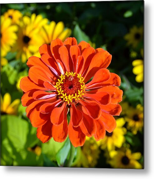 Flower Metal Print featuring the photograph Summer Brilliance by Carla Parris