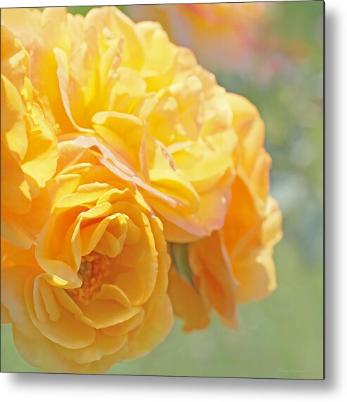 Rose Metal Print featuring the photograph Golden Yellow Roses in the Garden by Jennie Marie Schell