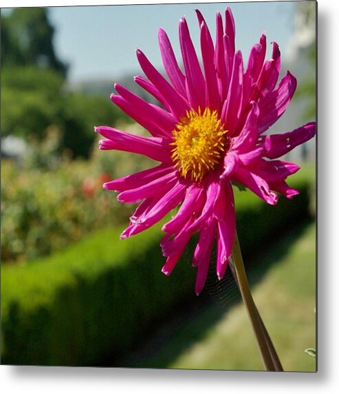Summer Metal Print featuring the photograph Summer Prettiness by Mike Warner