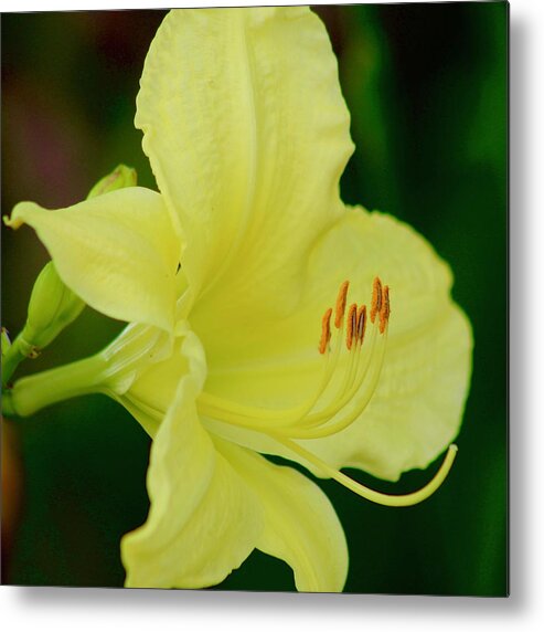 Photograph Metal Print featuring the photograph Sun Licking Yellow Day Lily by M E