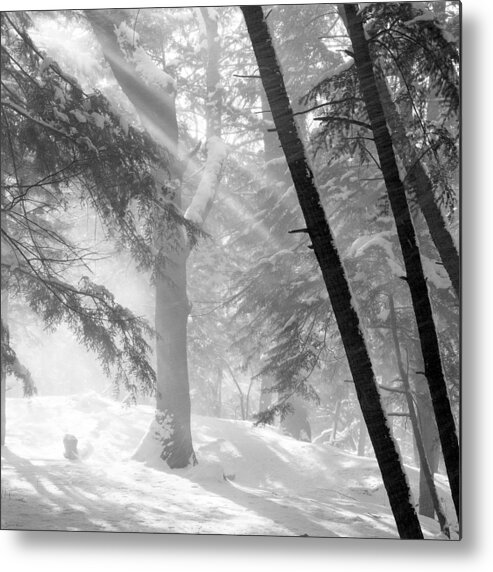 Snow Metal Print featuring the photograph Sun Rays In Falling Snow by John Harmon