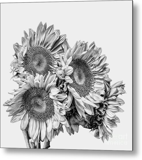 Sunflowers Metal Print featuring the photograph Sunflower Bouquet BW by Shirley Mangini