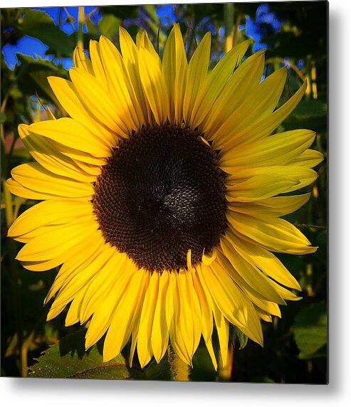 Sunflower Metal Print featuring the photograph Sunflower by Brian Eberly