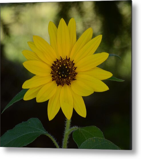 Yellow Metal Print featuring the photograph Sunflower by Cheryl Charette