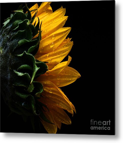 Adrian-deleon Metal Print featuring the photograph SunFlower Series III by Adrian De Leon Art and Photography