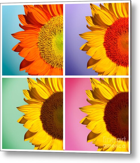Sunflowers Metal Print featuring the photograph Sunflowers Collage by Mark Ashkenazi