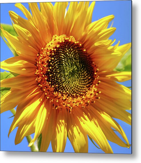 Sunflower Metal Print featuring the photograph Sunny Sunflower Square by Christina Rollo