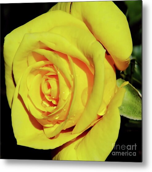 Roses Metal Print featuring the photograph Sunshine Yellow by D Hackett