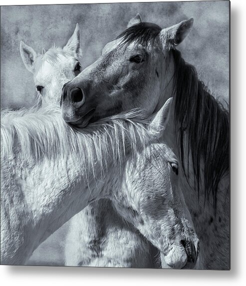 Wild Horses Metal Print featuring the photograph Surrounded by Love BW by Belinda Greb