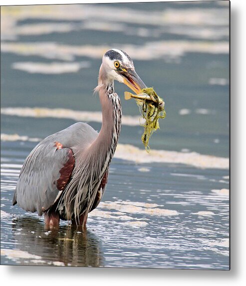 Great Blue Heron Metal Print featuring the photograph Sushi Time by Carl Olsen