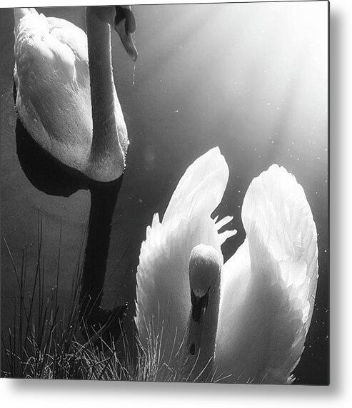 Swan Metal Print featuring the photograph Swan Lake In Winter - Kingsbury Nature by John Edwards