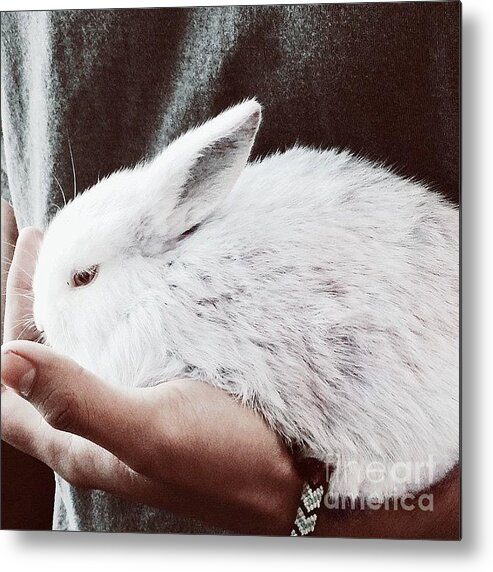 Bunny Metal Print featuring the photograph Sweet Bunny Love by Sharon Mau