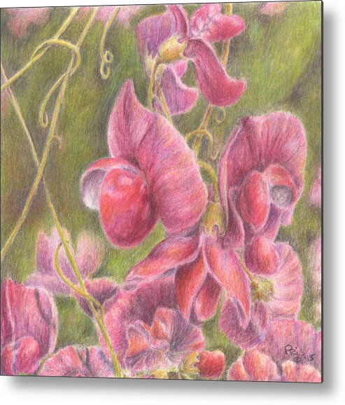 Pink Metal Print featuring the drawing Sweet Peas by Pris Hardy