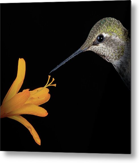 Animal Metal Print featuring the photograph Symbiosis by Briand Sanderson