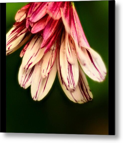 Nature Metal Print featuring the photograph Front Yard Flower by Awni H