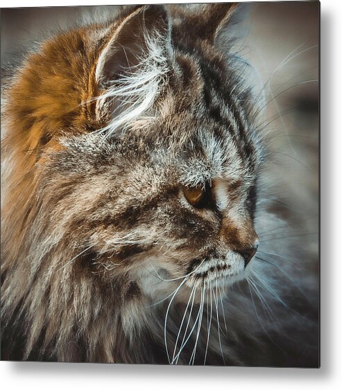Cat Metal Print featuring the photograph Tangerine by Cathy Harper