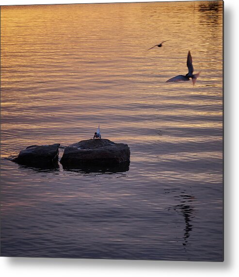 Finland Metal Print featuring the photograph Terns fishing at sunset by Jouko Lehto