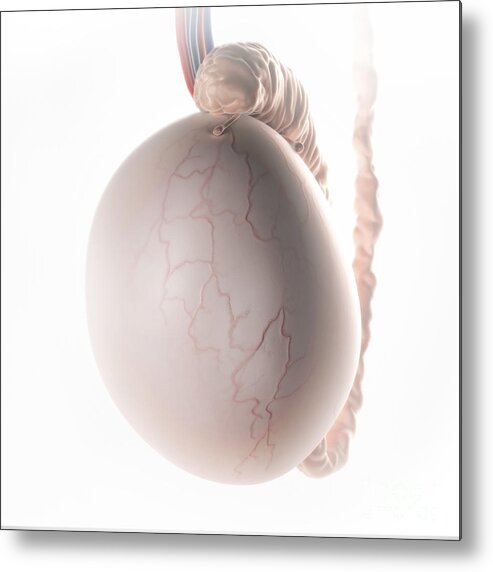 Digitally Generated Image Metal Print featuring the photograph Testicle by Science Picture Co