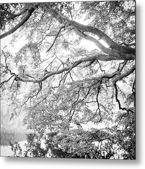 Beautiful Metal Print featuring the photograph The Beauty Of Trees by Aleck Cartwright