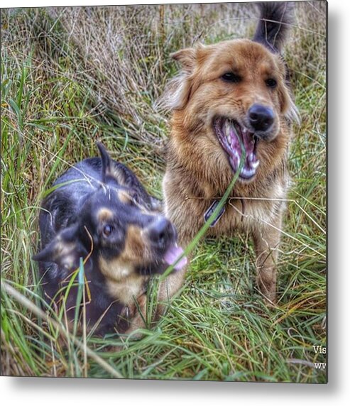 Petstagram Metal Print featuring the photograph The Blade Of Grass Lol

#dogs by Abbie Shores