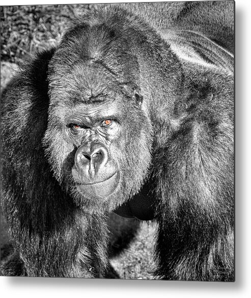 The Bouncer Metal Print featuring the photograph The Bouncer Gorilla by David Millenheft