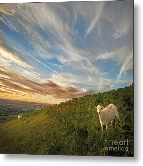 Long Mynd Hill Metal Print featuring the photograph The colours of the evening by Ang El