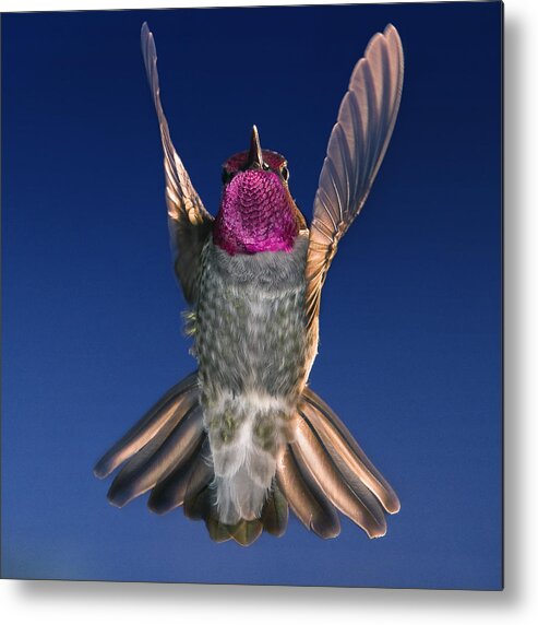 Hummingbird Metal Print featuring the photograph The Conductor of Hummer Air Orchestra by William Lee