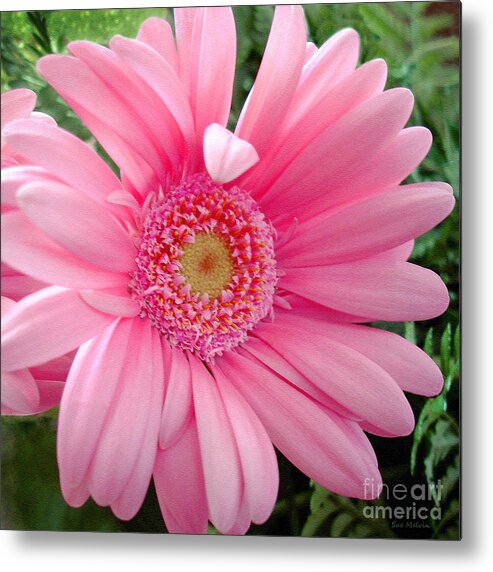 Daisy Metal Print featuring the photograph The Friendly Petal Wave by Sue Melvin