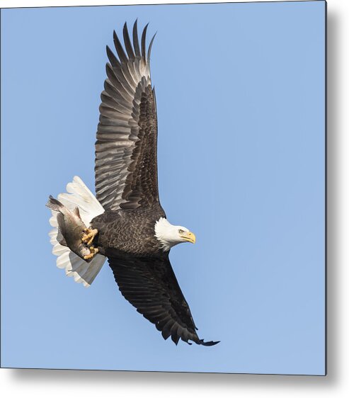 American Bald Eagle Metal Print featuring the photograph The Great American Bald Eagle 2016-4 by Thomas Young