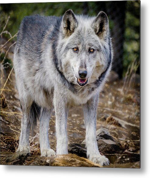 Animal Metal Print featuring the photograph The Great Gray Wolf by Teri Virbickis