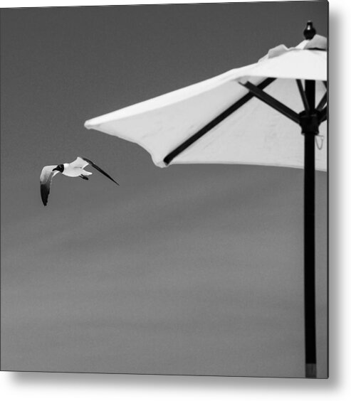 Gull Metal Print featuring the photograph The gull by Barry Bohn