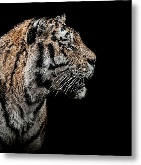 Low Key Metal Print featuring the photograph The Hunter by Paul Neville