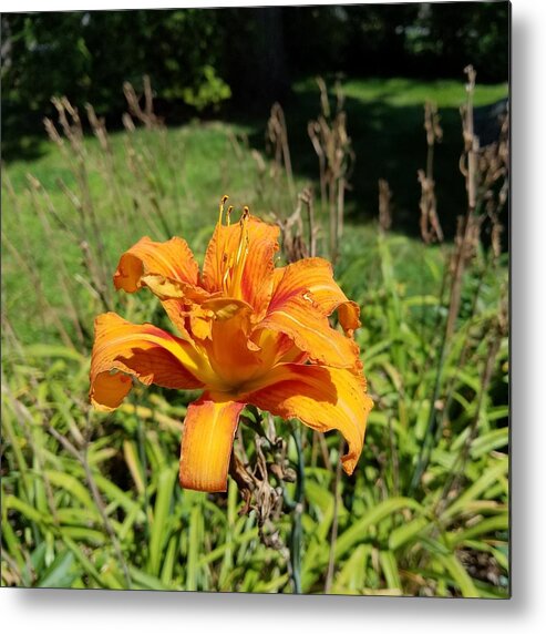 Lilly Metal Print featuring the photograph The Last Lilly by Vic Ritchey