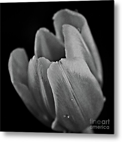Tulip Metal Print featuring the photograph The Opening in Black and White by Sherry Hallemeier