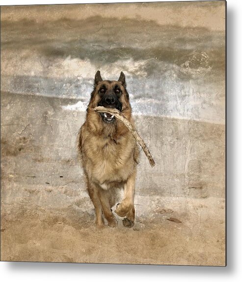 German Shepherd Dogs Metal Print featuring the photograph The Retrieve by Angie Tirado