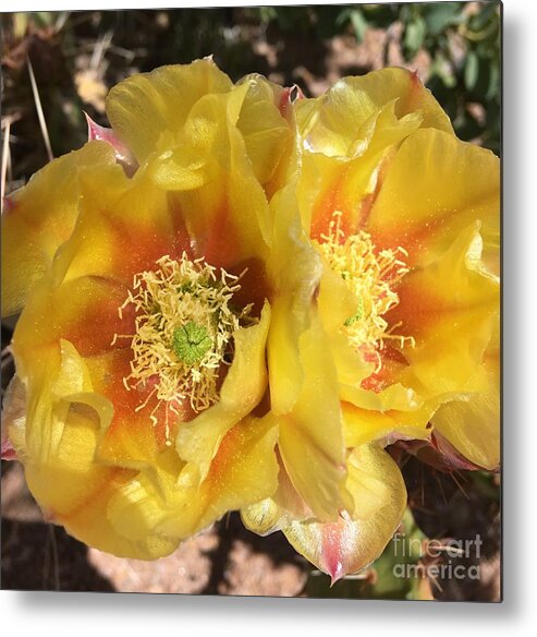 Cactus Flower Metal Print featuring the photograph The Secrets of a Cactus by Pamela Henry