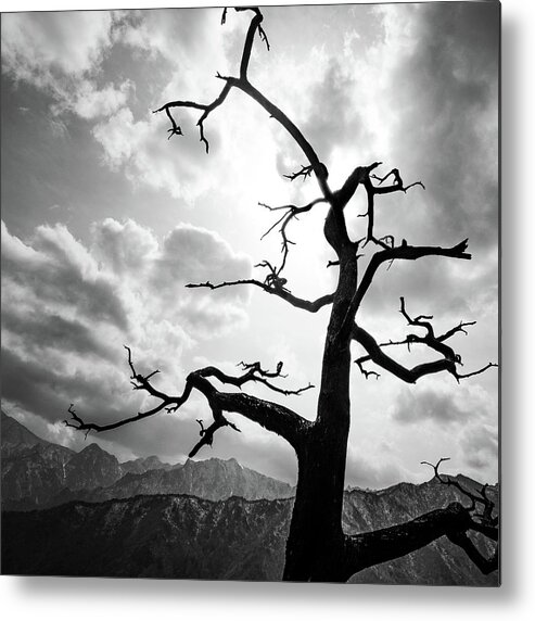 Black And White Metal Print featuring the photograph The Tree - Seoraksan, South Korea - Black and white photography by Giuseppe Milo