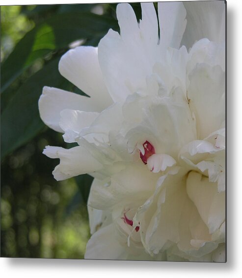 White Metal Print featuring the photograph The White Peony III by Janis Beauchamp