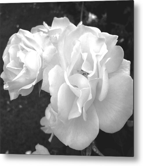 Rose Metal Print featuring the digital art The White Rose by Kevyn Bashore