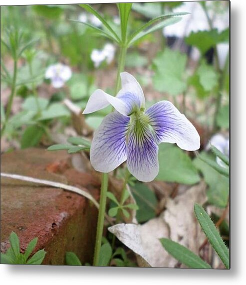  Metal Print featuring the photograph The White Violets That I Transplanted by Stephanie Piaquadio