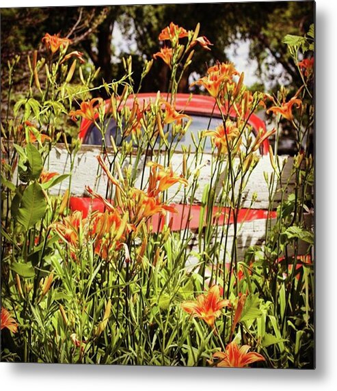 Summer Metal Print featuring the photograph There's An Orange Bug In The Orange by Hermes Fine Art