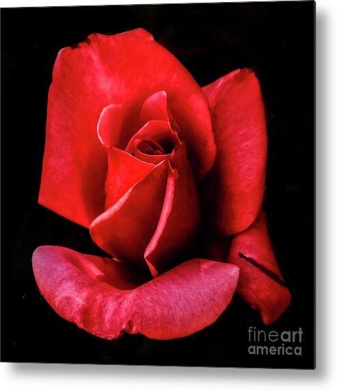 Arizona Metal Print featuring the photograph This Bud Is For You by Robert Bales
